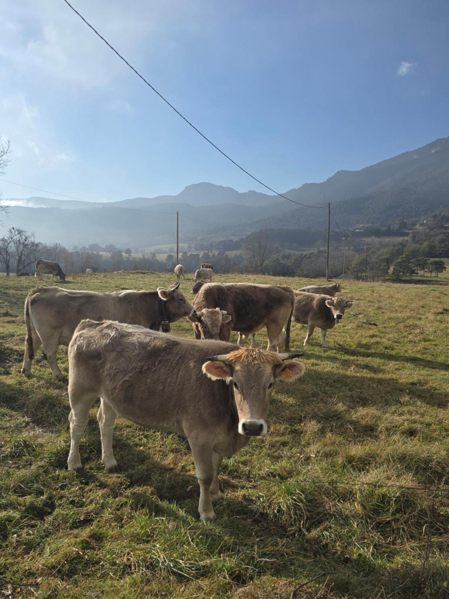 Complex Rural Can Caubet 贝尔加 外观 照片